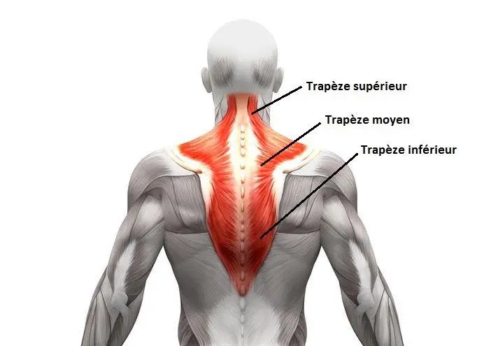 Anatomie des trapèzes